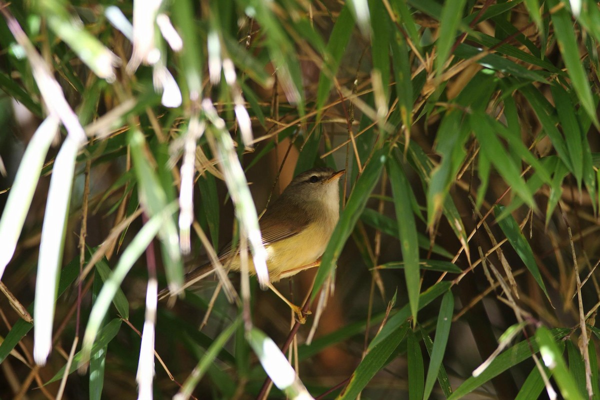Yellowish-bellied Bush Warbler - ML256053111