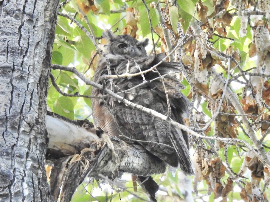 Great Horned Owl - ML256056041