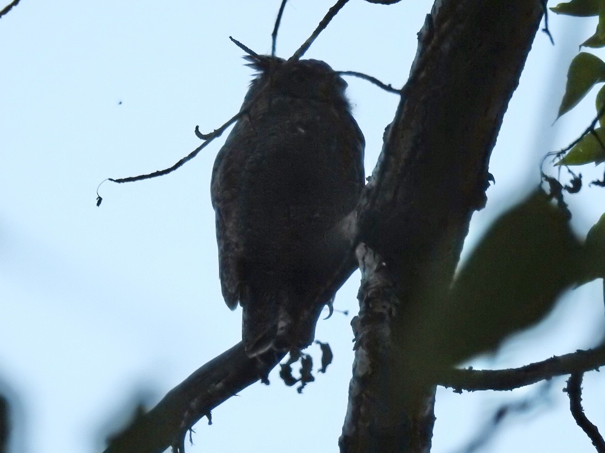 Great Horned Owl - ML256056051