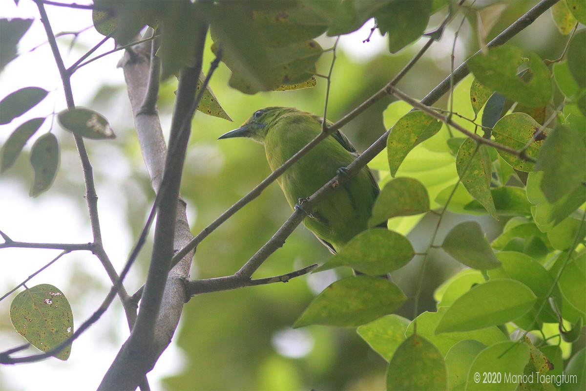 Lesser Green Leafbird - ML256058461