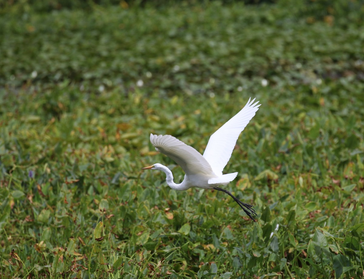 Great Egret - maggie peretto