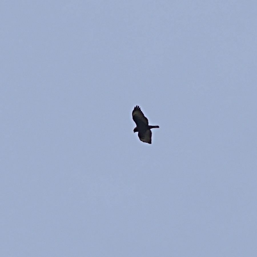 Short-tailed Hawk - Tony Leukering