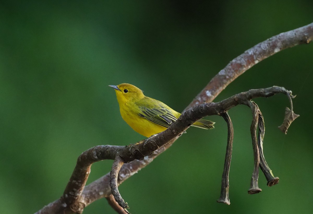 Yellow Warbler (Galapagos) - Serge Arias
