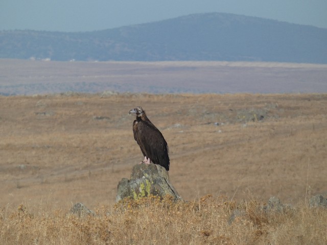 Breeding habitat; Extremadura, Spain.&nbsp; - Cinereous Vulture - 