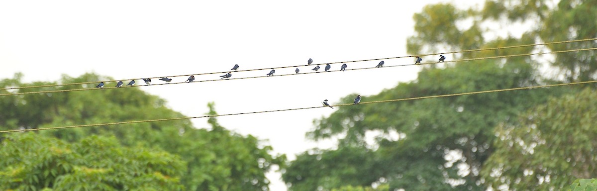 Wire-tailed Swallow - ML256076371