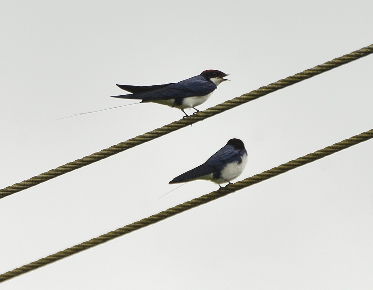Wire-tailed Swallow - ML256076381