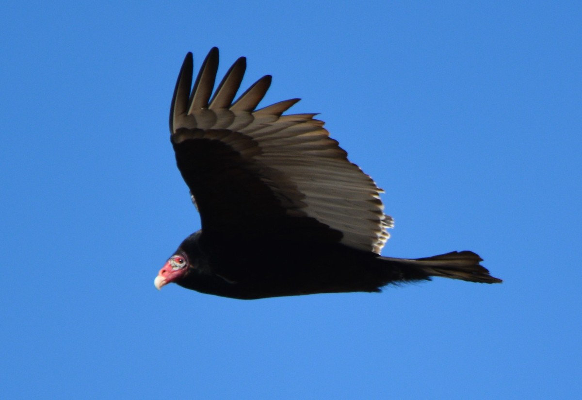 Turkey Vulture - Steve Mierzykowski