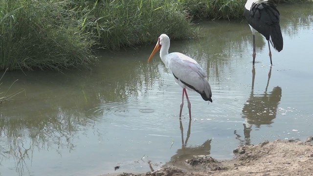 Tantale ibis - ML256081041