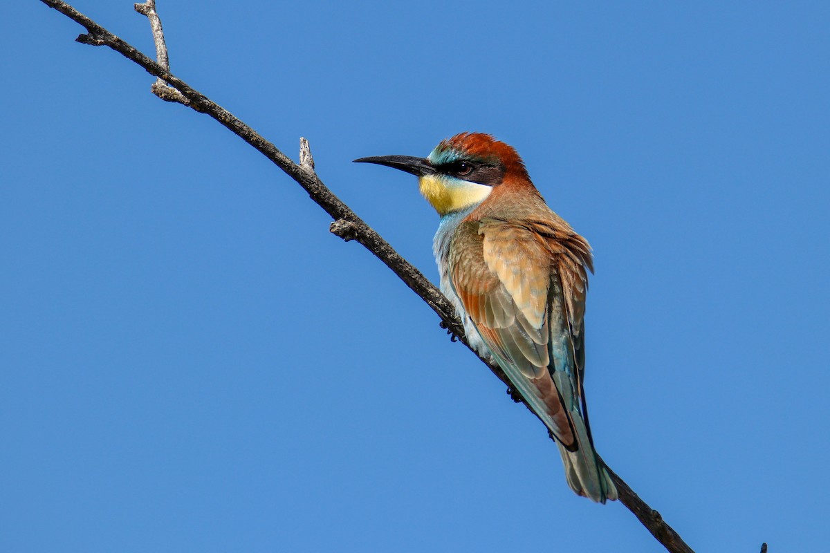 European Bee-eater - ML256082071