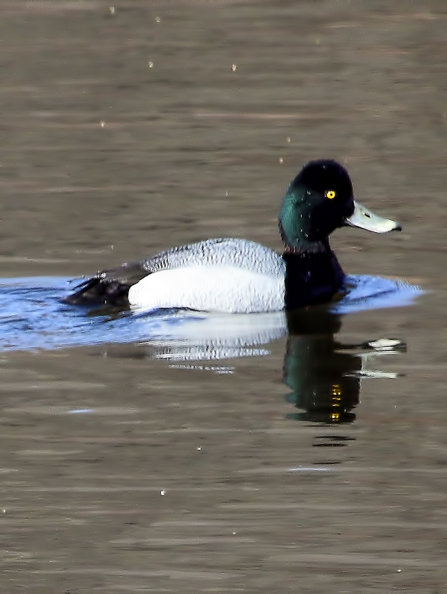 Greater Scaup - ML25609121