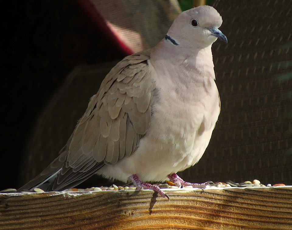 African Collared-Dove - ML25609171