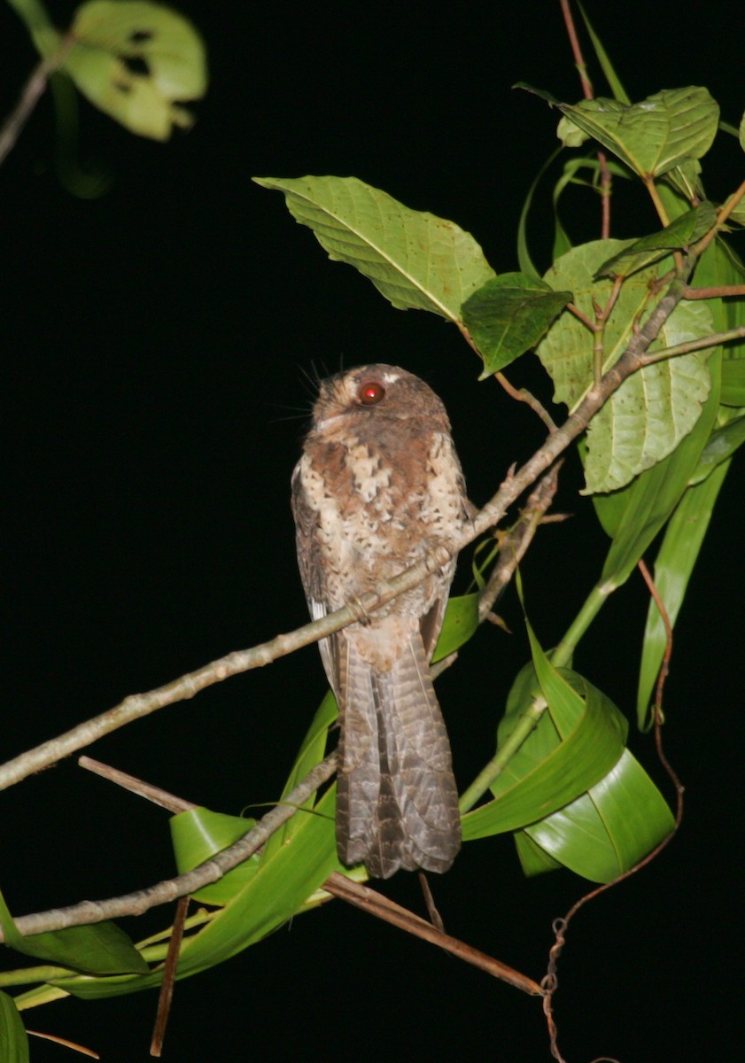 Moluccan Owlet-nightjar - ML256093491