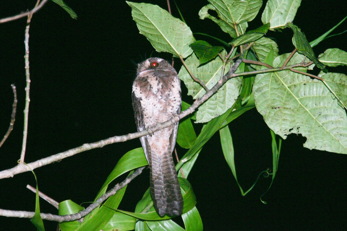 Moluccan Owlet-nightjar - ML256093501