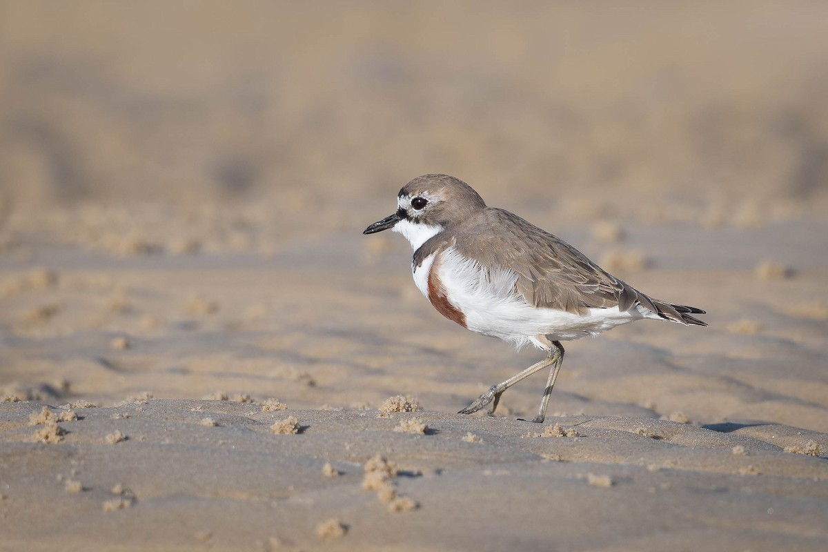 Double-banded Plover - ML256095631