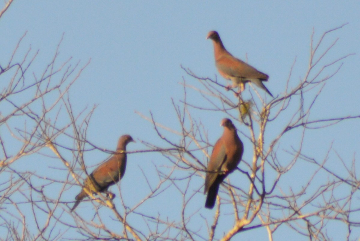 Red-billed Pigeon - Carlos Mancera (Tuxtla Birding Club)