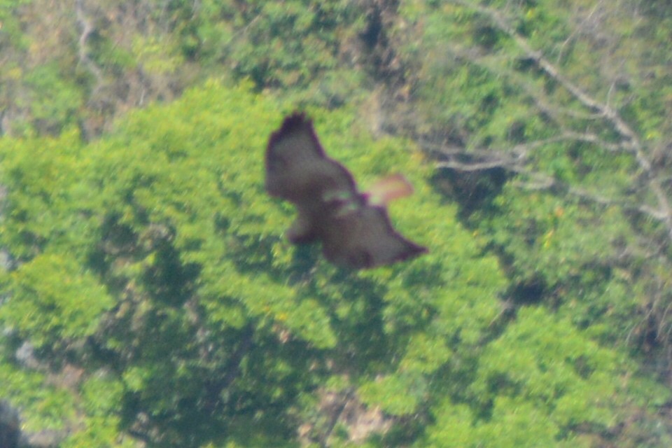 Red-tailed Hawk - Carlos Mancera (Tuxtla Birding Club)