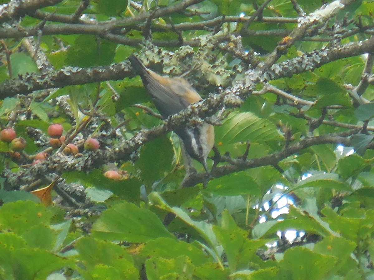 Red-breasted Nuthatch - ML256101131