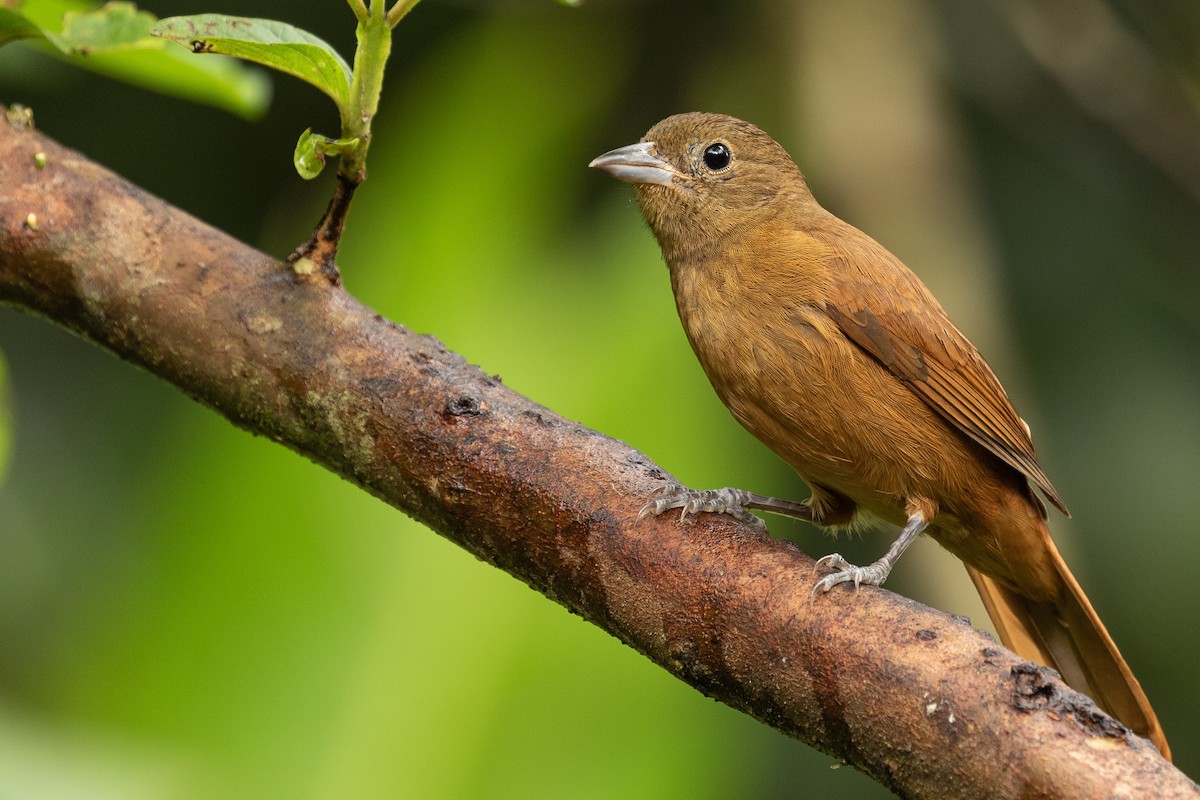 Ruby-crowned Tanager - ML256102311