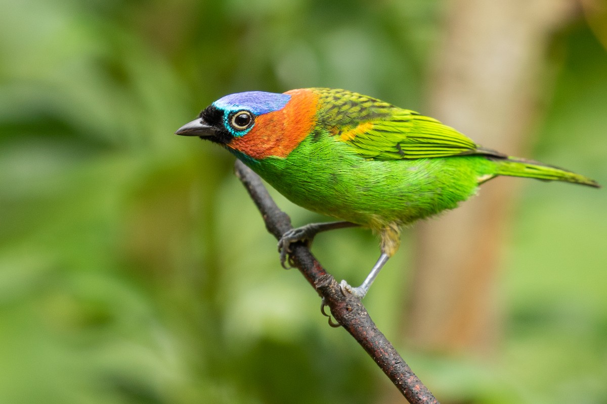 Red-necked Tanager - ML256102421