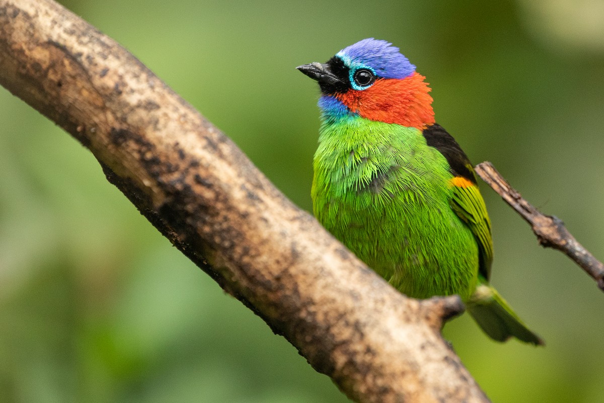 Red-necked Tanager - ML256102441