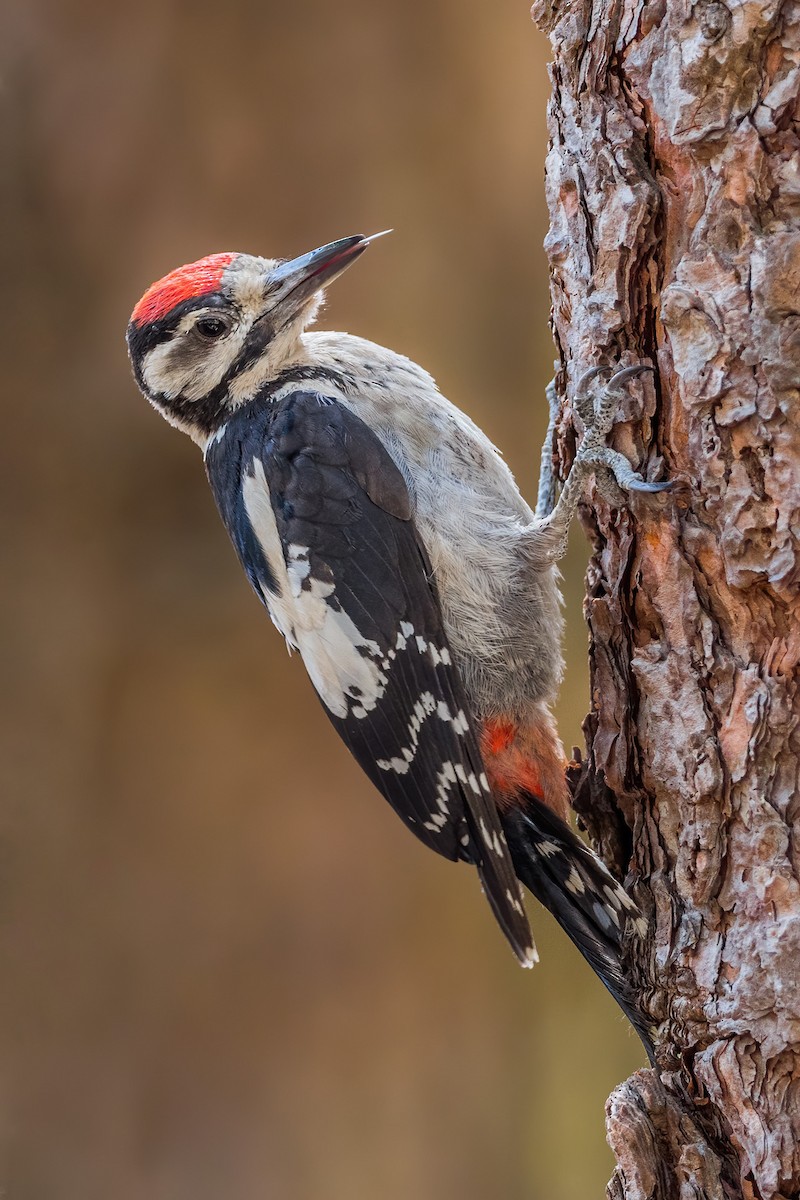 Great Spotted Woodpecker - ML256102571