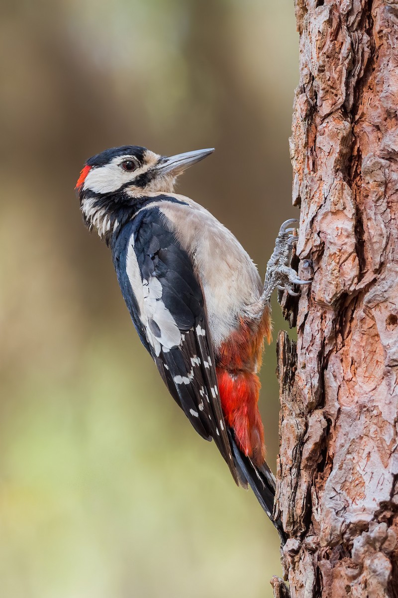 Great Spotted Woodpecker - Yeray Seminario