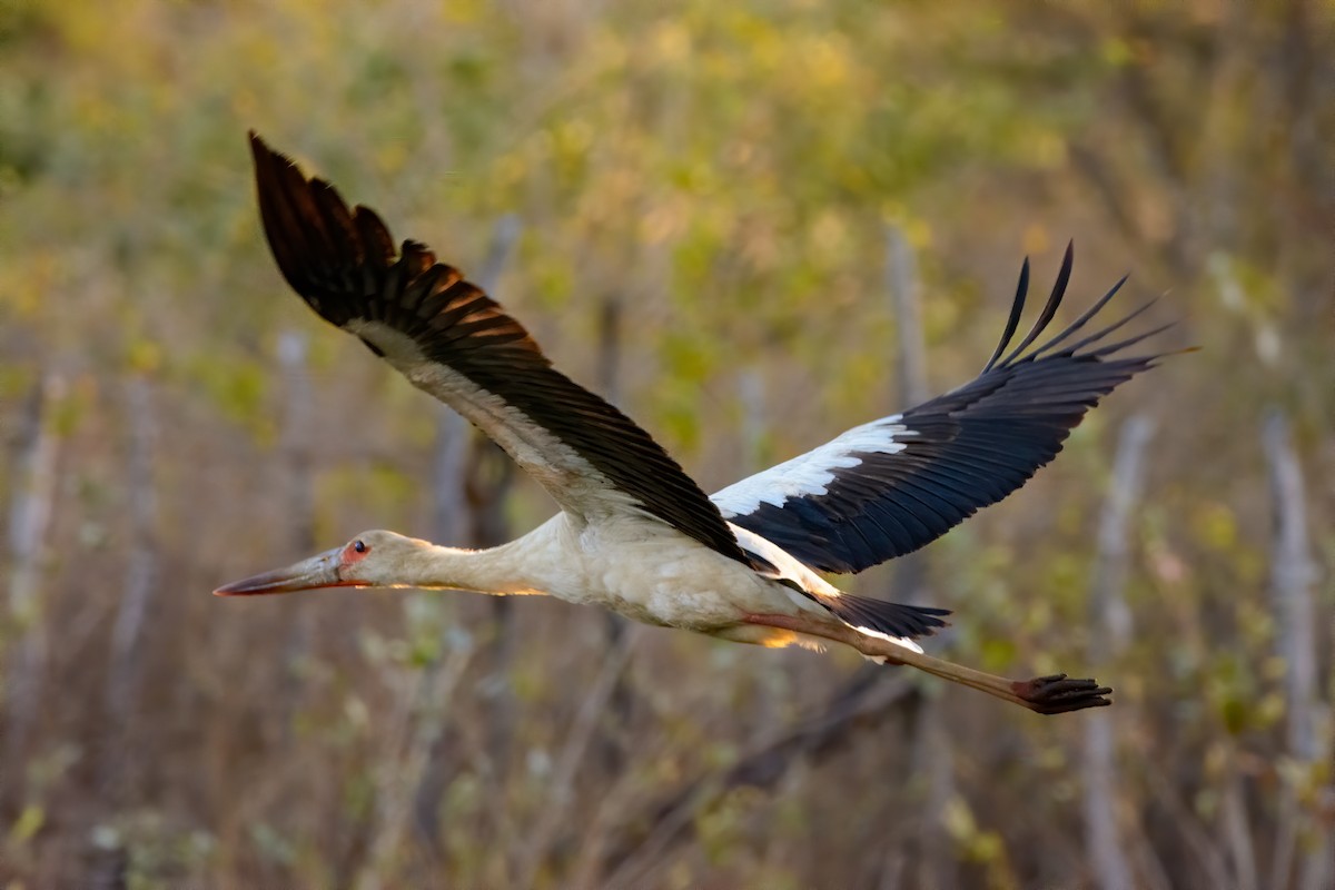 Maguari Stork - André Adeodato - Aves de Sobral