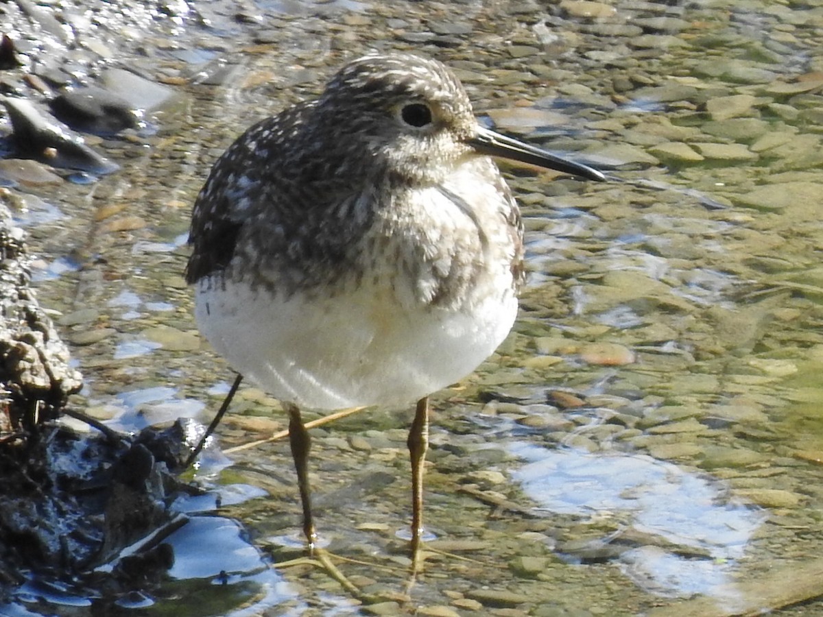 Solitary Sandpiper - Laurie  Keefe