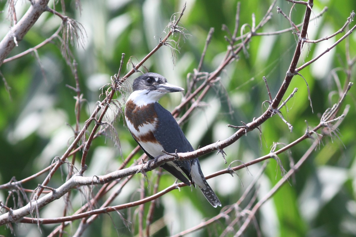 Belted Kingfisher - ML256123201