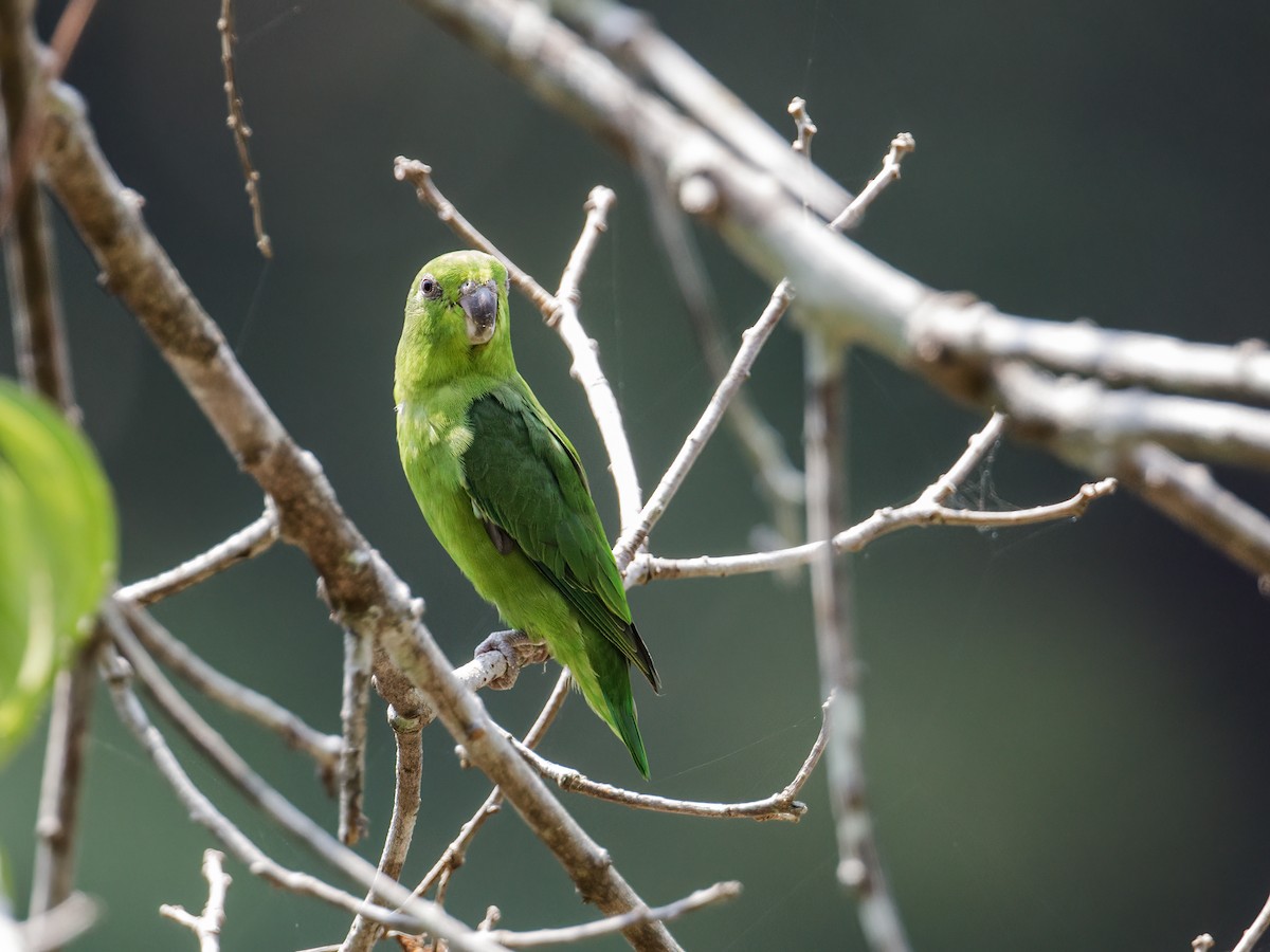 Скромный воробьиный попугайчик (sclateri) - ML256127441