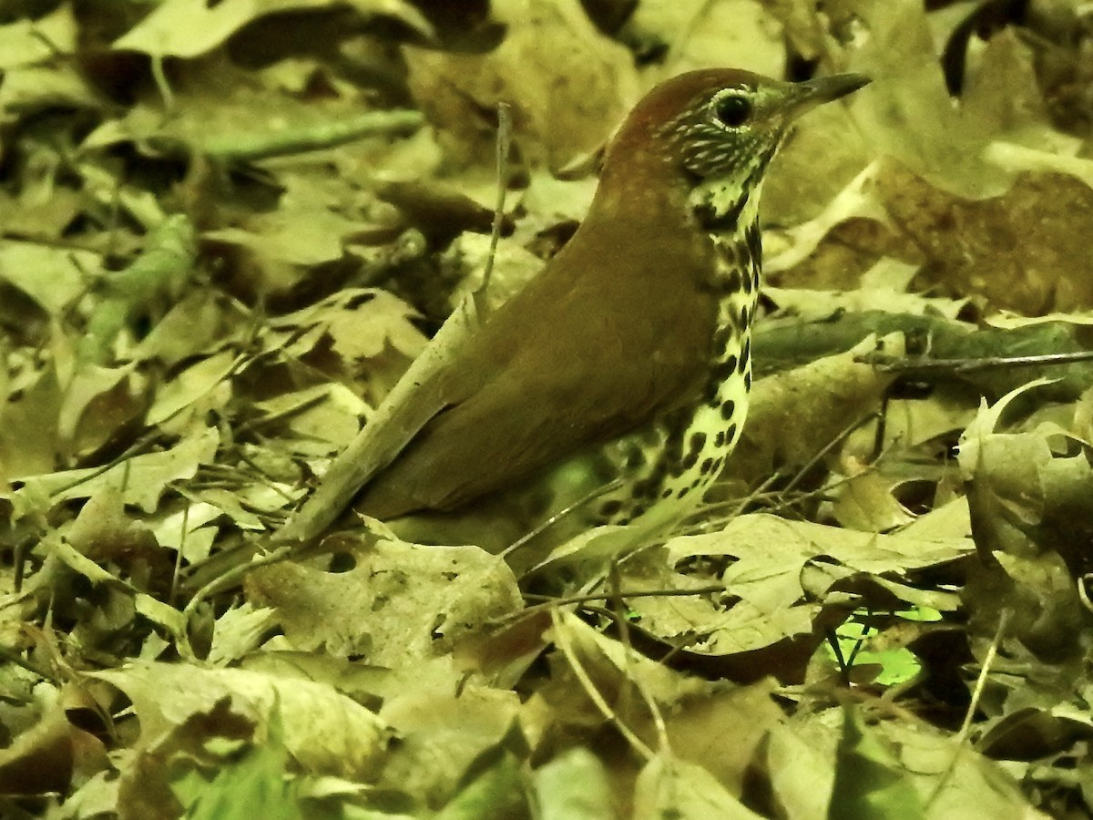 Wood Thrush - Laurie  Keefe