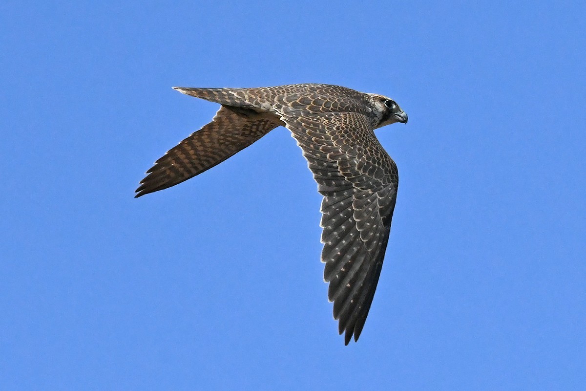 Peregrine Falcon (Barbary) - Mehdi Dorostkar