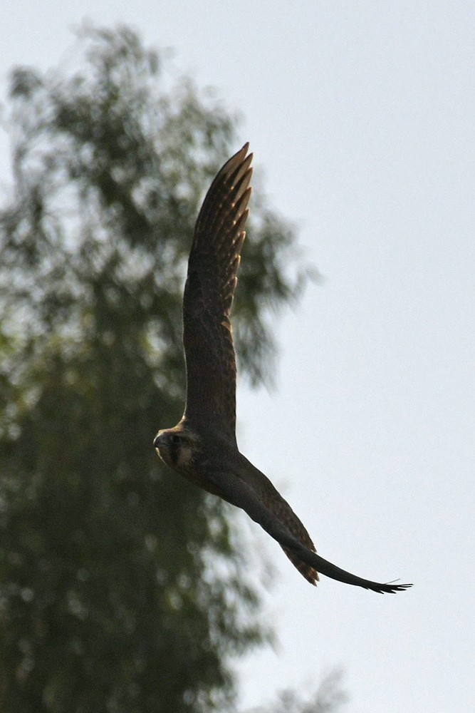 Peregrine Falcon (Barbary) - ML256129601