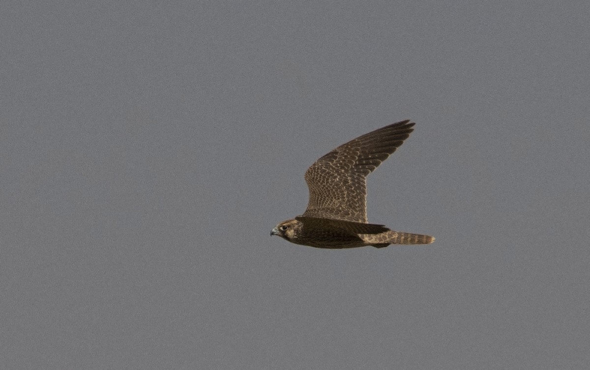 Peregrine Falcon (Barbary) - ML256129751