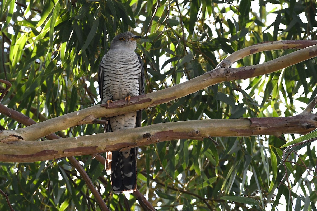 Common Cuckoo - ML256129941