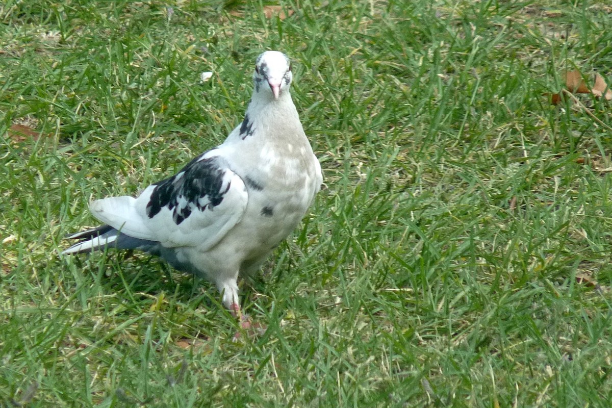 Rock Pigeon (Feral Pigeon) - ML256134941