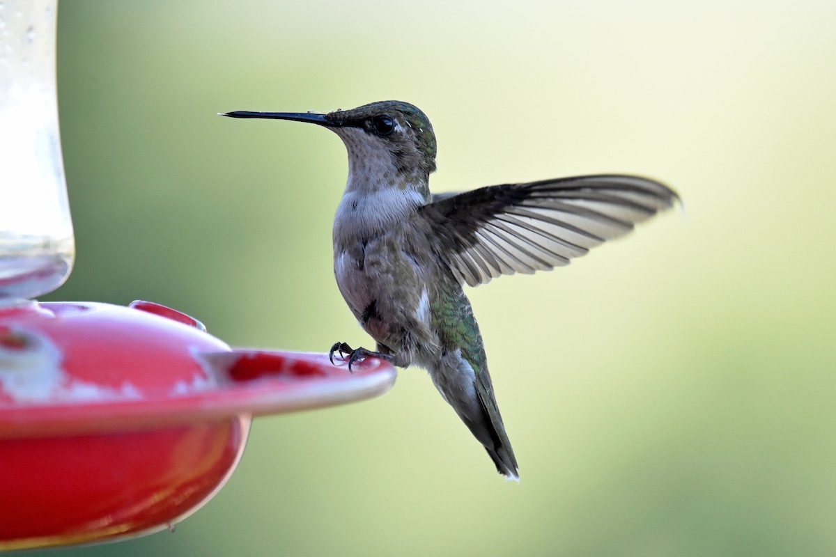 Ruby-throated Hummingbird - ML256137241
