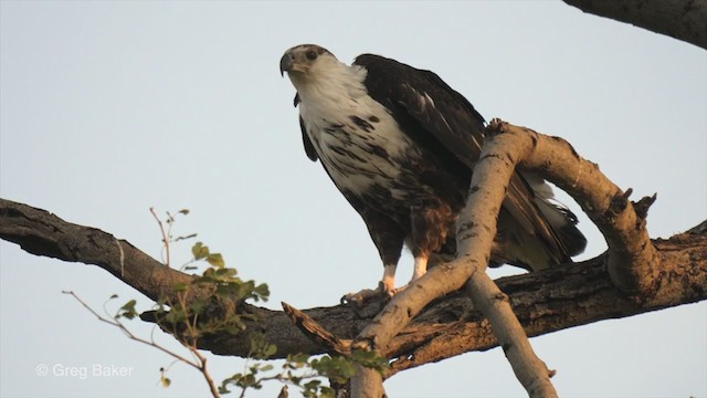 African Fish-Eagle - ML256137561