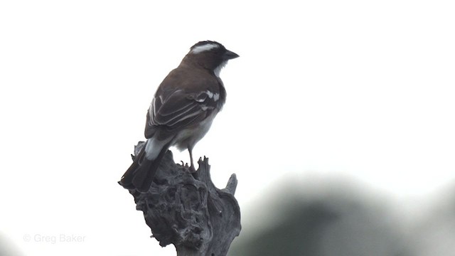 White-browed Sparrow-Weaver - ML256137661