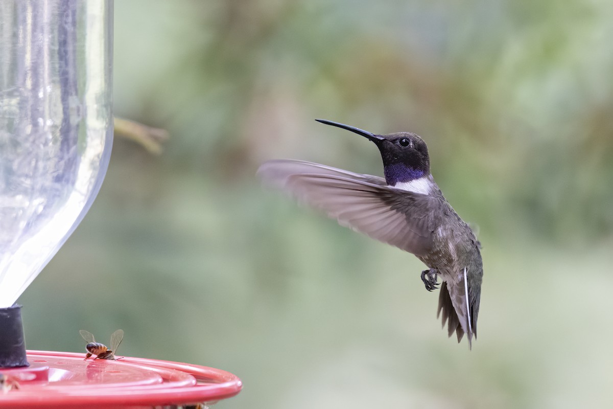 Black-chinned Hummingbird - ML256143661