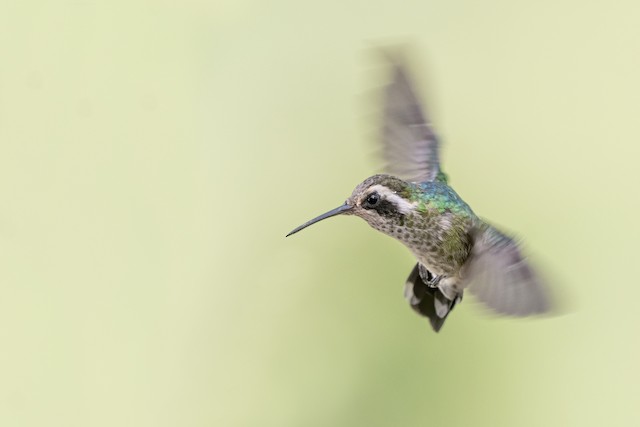 ミミジロサファイアハチドリ Ebird