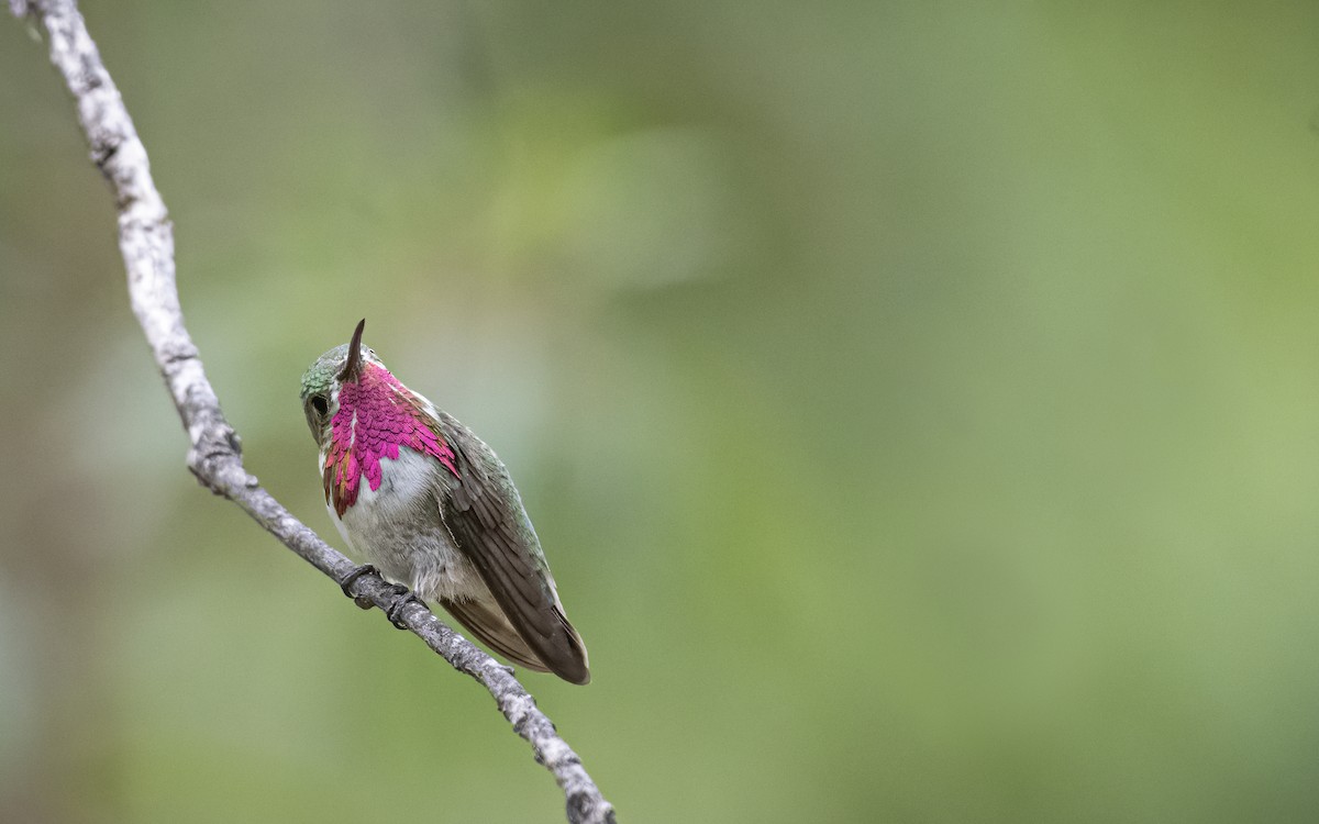 Calliope Hummingbird - ML256143991
