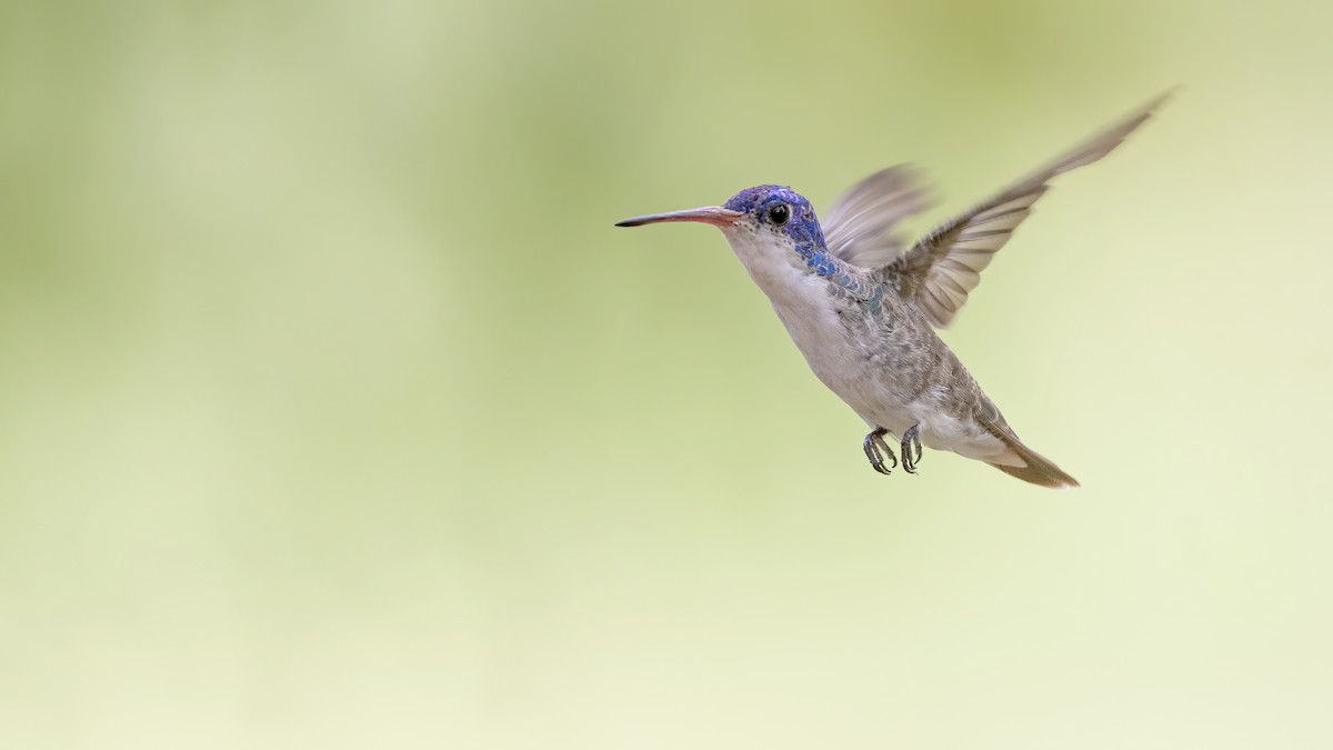 Violet-crowned Hummingbird - Bryan Calk