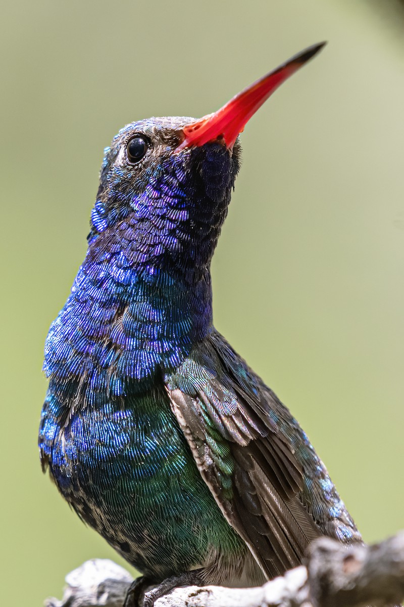 Broad-billed Hummingbird - Bryan Calk