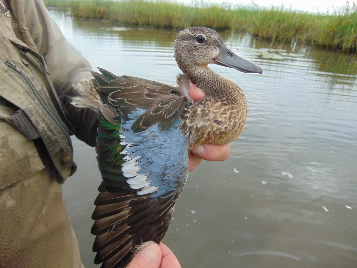 Blue-winged Teal - ML256148161