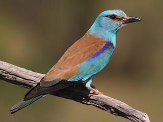  - European Roller
