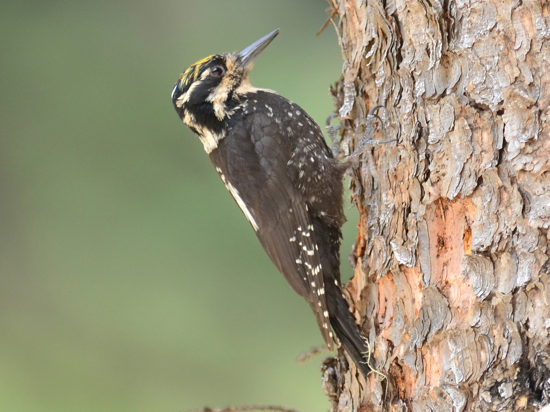 Eurasian Three-toed Woodpecker - Paul Noakes