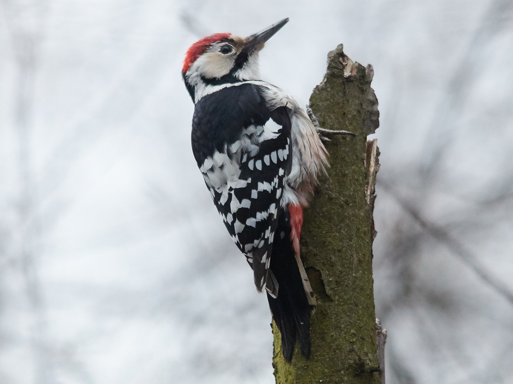 Белоспинный дятел - eBird