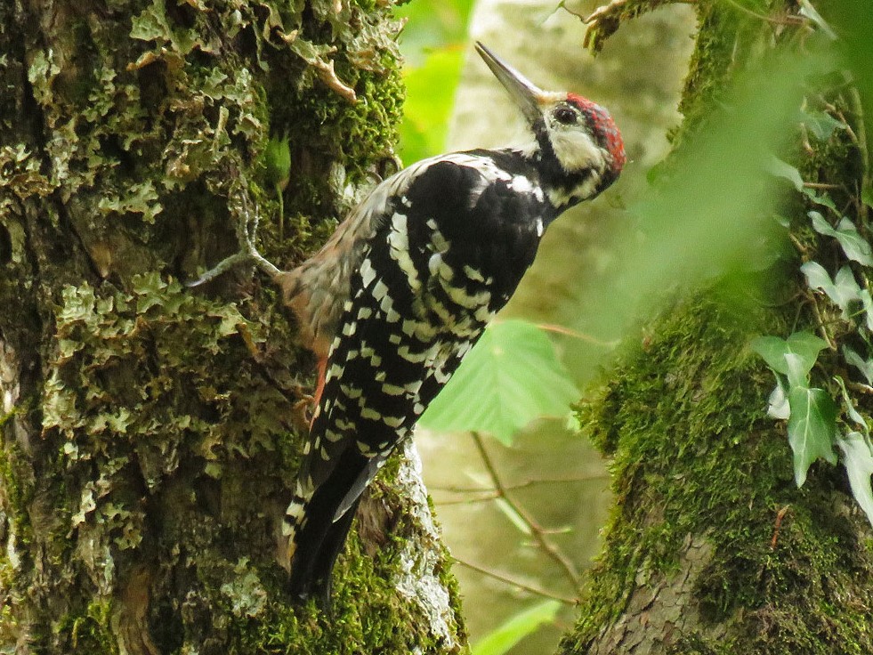 White-backed Woodpecker - Yanina Maggiotto