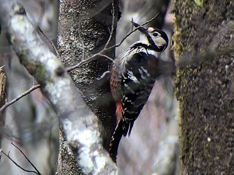 White-backed Woodpecker - Gorka Gorospe
